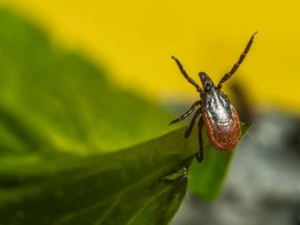 Первый в этом году житель Хабаровского края заразился энцефалитом