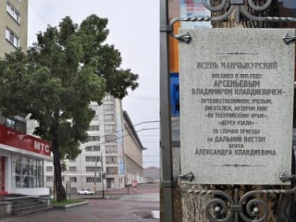 Голосуем за ясень Арсеньева