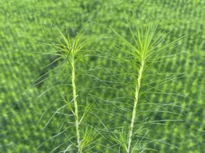 Фитопатологическая диагностика поможет определить качество посадочного материала в Хабаровском крае