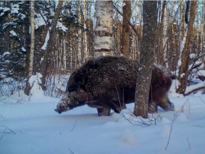 Вепрь попал в объектив фотоловушки в Хабаровском крае