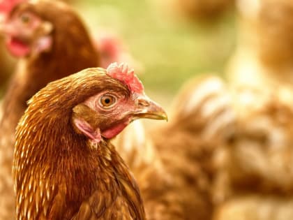 Хабаровский край готов к вспышке птичьего гриппа