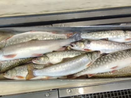 Работа иностранцев в России: потребность в специалистах в рыбной отрасли