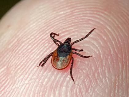 Март - пора прививаться от клещевого энцефалита