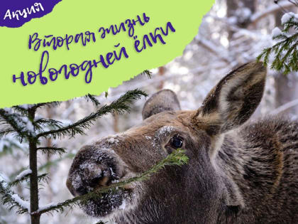 Зооцентр «Питон»  просит комсомольчан не выбрасывать новогодние ели