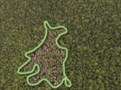 Началась подготовка к отчетам об организации и ведении государственного лесопатологического мониторинга