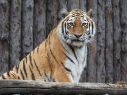 Итоги дня: помощь прибыла, новосёл в зоосаде, Амур в рейтинге и к чему приводит шалость