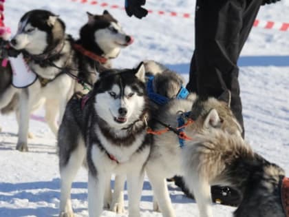 Активно провести выходные могут жители Хабаровского края