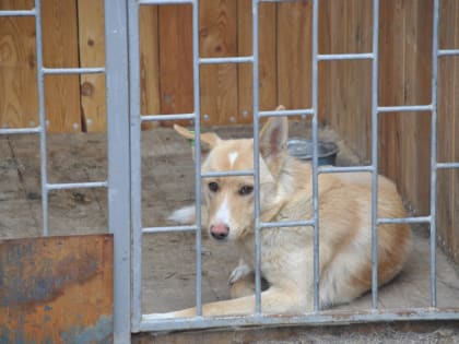За полтора месяца нового года в Комсомольске отловлено 166 животных без владельцев