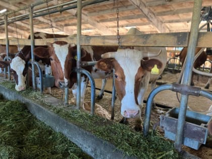 Сельхозпроизводители Хабаровского края получают новую меру поддержки