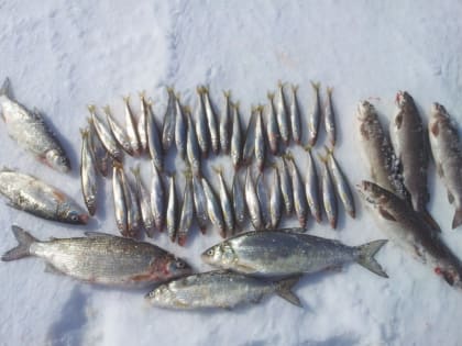 Фестиваль «Серебряная корюшка» пройдет в Советской Гавани в эти выходные