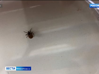 Смотрите в 21:09. Клещи вышли из спячки: обращения жителей края в травмпункты фиксируют ежедневно