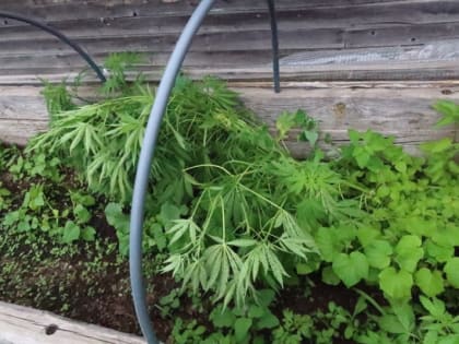 Наркосодержащие растения выращивали среди овощей двое жителей Хабаровского края