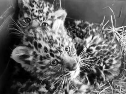 Осиротевшие котята леопарда не справились с последствиями болезни