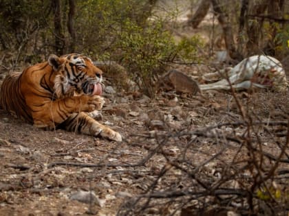 Амурский тигр задавил дворовую собаку в хуторе Кедровый в Хабаровском районе