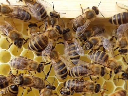 В Хабаровском крае выделят почти миллион рублей на поддержку пчеловодов