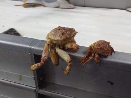 Куда уходит краб из Хабаровского края