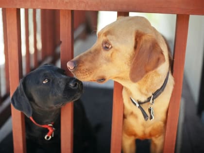 В Ванино начнется строительство нового приюта для животных