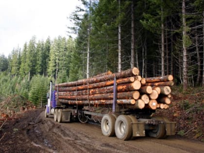 В Николаевском районе лесозаготовителя наказали за повреждение дороги