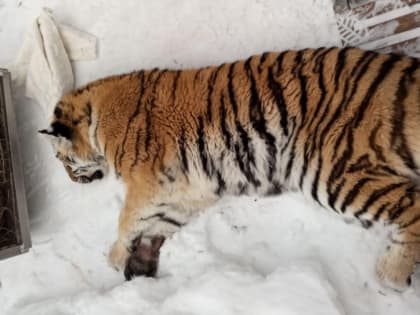 В Хабаровском крае тигрица поймалась в собачьем вольере