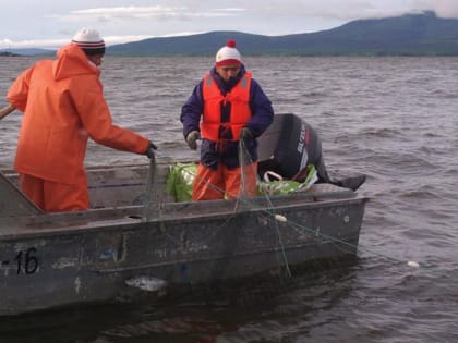 На Дальнем Востоке ждут рекордных уловов лосося