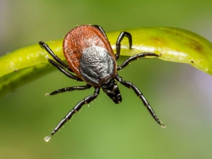Хабаровский край готовится к сезону активности клещей