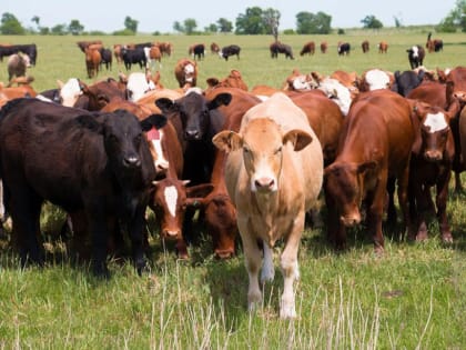 Уважаемые жители и сельхозтоваропроизводители Солнечного муниципального района, занимающиеся разведением крупного рогатого скота!