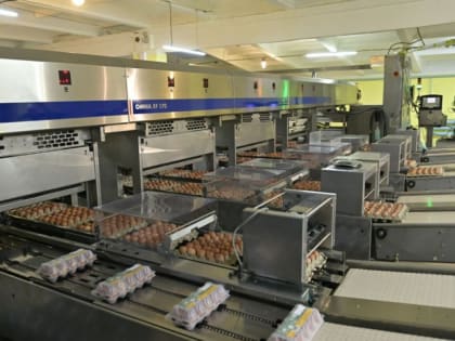 Птицефабрика «Комсомольская» продолжает наращивать производство яиц