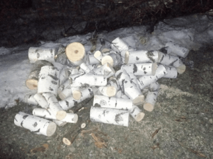 Ожидают суда "чёрные лесорубы", вырубившие деревья на 1,5 млн рублей в Хабаровском крае