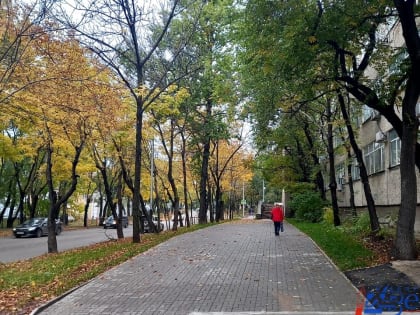 Озеленение городов обсуждали сегодня экологи в Хабаровске
