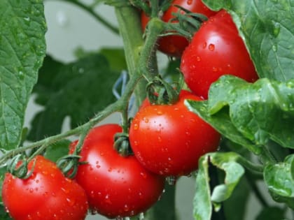 В Хабаровском крае более 35 млн рублей выдано получателям гранта «Агростартап»