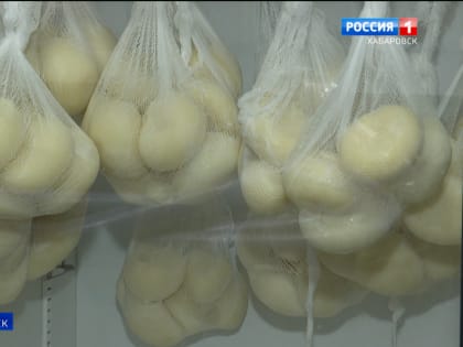 Хабаровские сыровары готовы импортозаместить страчателлу, моцареллу и буратту