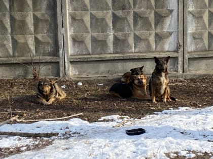 Уважаемые амурчане!