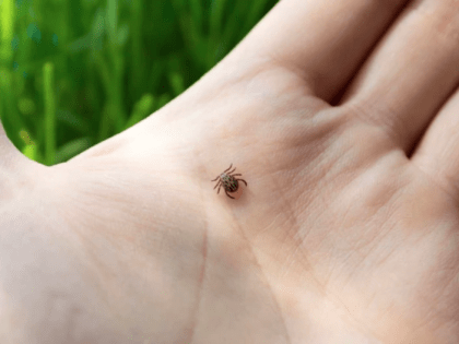 В Хабаровском крае 4477 человек обратились в медорганизации по поводу укуса клещей