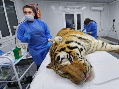 Отловленный в Хабаровском крае тигр в тяжёлом состоянии