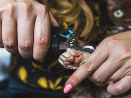 Подрезать кошкам лапы предлагают запретить