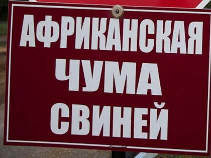 Ситуация по африканской чуме свиней остается напряженной