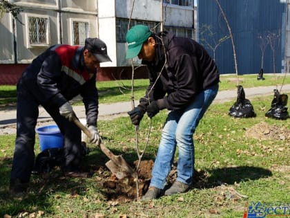 Осенние посадки ведутся в Хабаровске