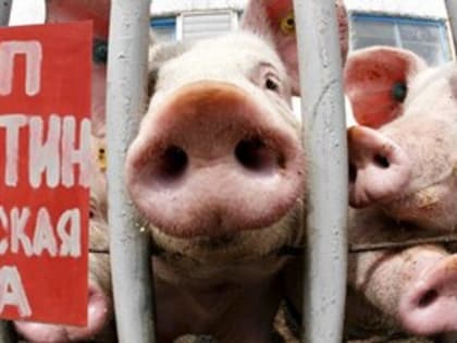 На Дальнем Востоке резко ухудшилась ситуация по африканской чуме свиней