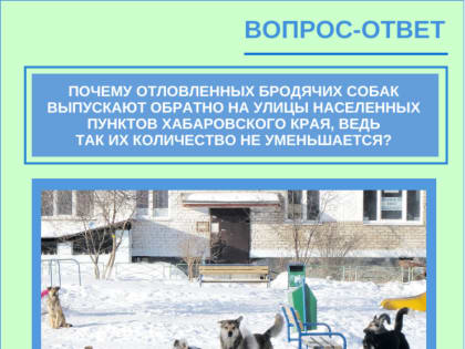 Из рубрики "Вопрос-ответ": Почему отловленных бродячих собак выпускают обратно на улицы населенных пунктов Хабаровского края, ведь так их количество не уменьшается?