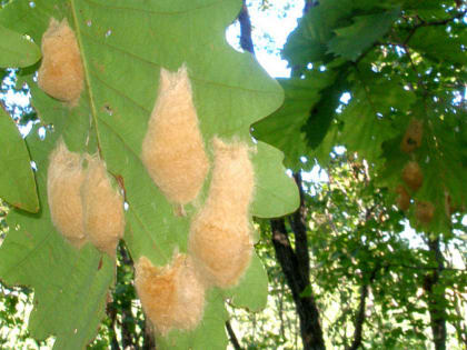 Полчища гусениц напали на Комсомольский район