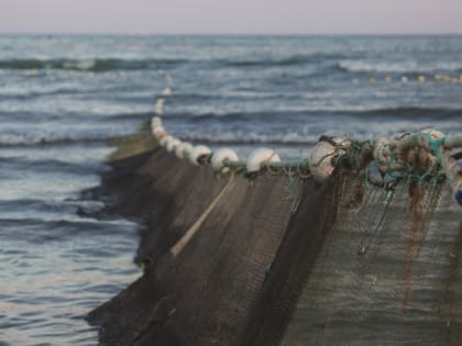 Прибыль рыбной отрасли России сокращается на 14,2%