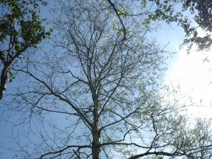 Началась подготовка к отчетам об организации и ведении государственного лесопатологического мониторинга