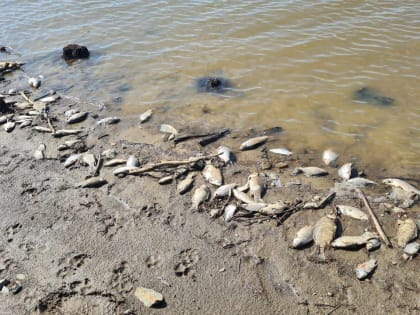 Массовый мор рыбы начался в Амуре