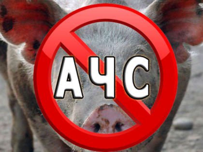 «Африканская чума свиней – болезнь, которая снова рядом»