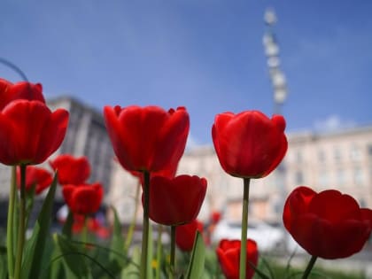 Двадцать тысяч тюльпанов высадили на Комсомольской площади в Хабаровске