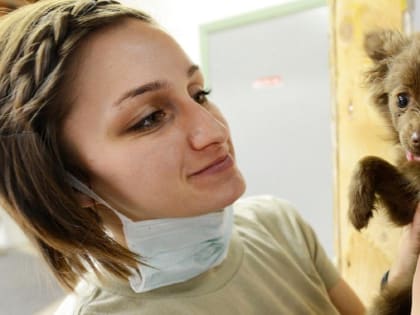 Число врачей ветстанции Комсомольска-на-Амуре вырастет после реорганизации