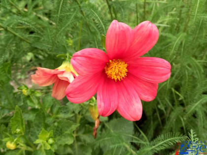 Голосование за лучшие дворы и подъезды началось в Хабаровске