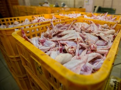 Минсельхоз нашел способ обеспечить россиян курицей подешевле