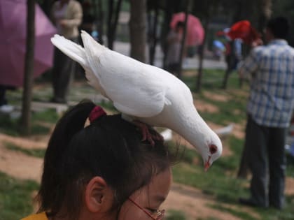 Опасности городских птиц: как они могут угрожать здоровью хабаровчан
