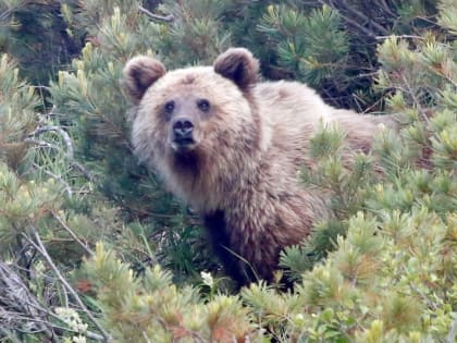 В Магадане медведь задрал человека